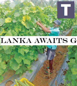 Lanka awaits global GAP certification to venture into EU markets