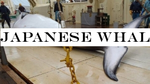 Japanese whalers set sail for commercial hunting