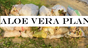 Aloe vera plants transported without permit seized by Navy
