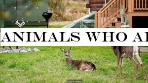 Animals who able to survive climate change