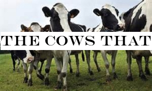 The cows that could help fight climate change