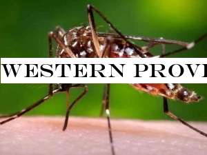 Western Province tops Dengue deaths, nears end 2018 toll at 54