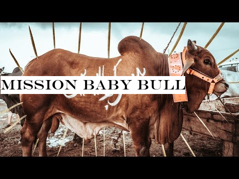MISSION BABY BULL