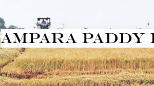 Ampara paddy farmers receive bumper harvest