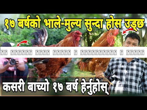 १७ वर्षको भाले यस्तो छ हेर्नुहोस् | मूल्य सुन्दा दुनियाँ चकित | 17 Barsako Bhale