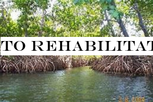To rehabilitate mangrove lands used for aquaculture and salterns
