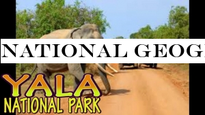 National Geographic ranks Yala sixth in world