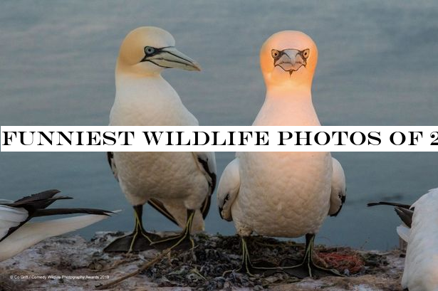 Funniest wildlife photos of 2019 revealed - and they're bound to make you giggle