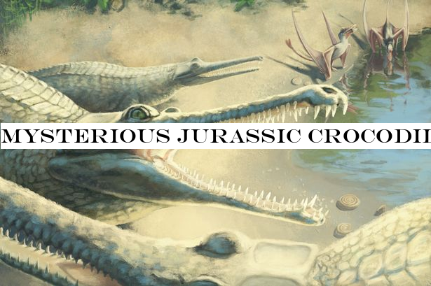 Mysterious Jurassic crocodile is finally identified 250 years after fossil find