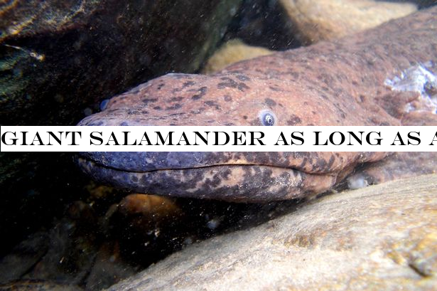 Giant salamander as long as a King Size bed named 'world's biggest amphibian'