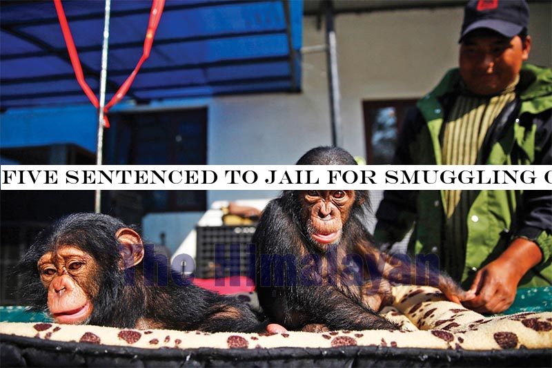 Five sentenced to jail for smuggling chimpanzees