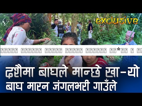 दशैको टिकाको दिनमै बाघले मान्छे खा*यो | बाघ मा**र्न गाउँले जंगलमा | प्रत्यक्षदशी यस्तो भन्छन्