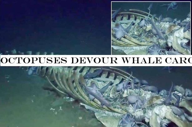Octopuses devour whale carcass in nightmare-inducing footage