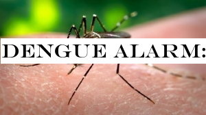 Dengue alarm: 55,894 cases, 74 deaths so far