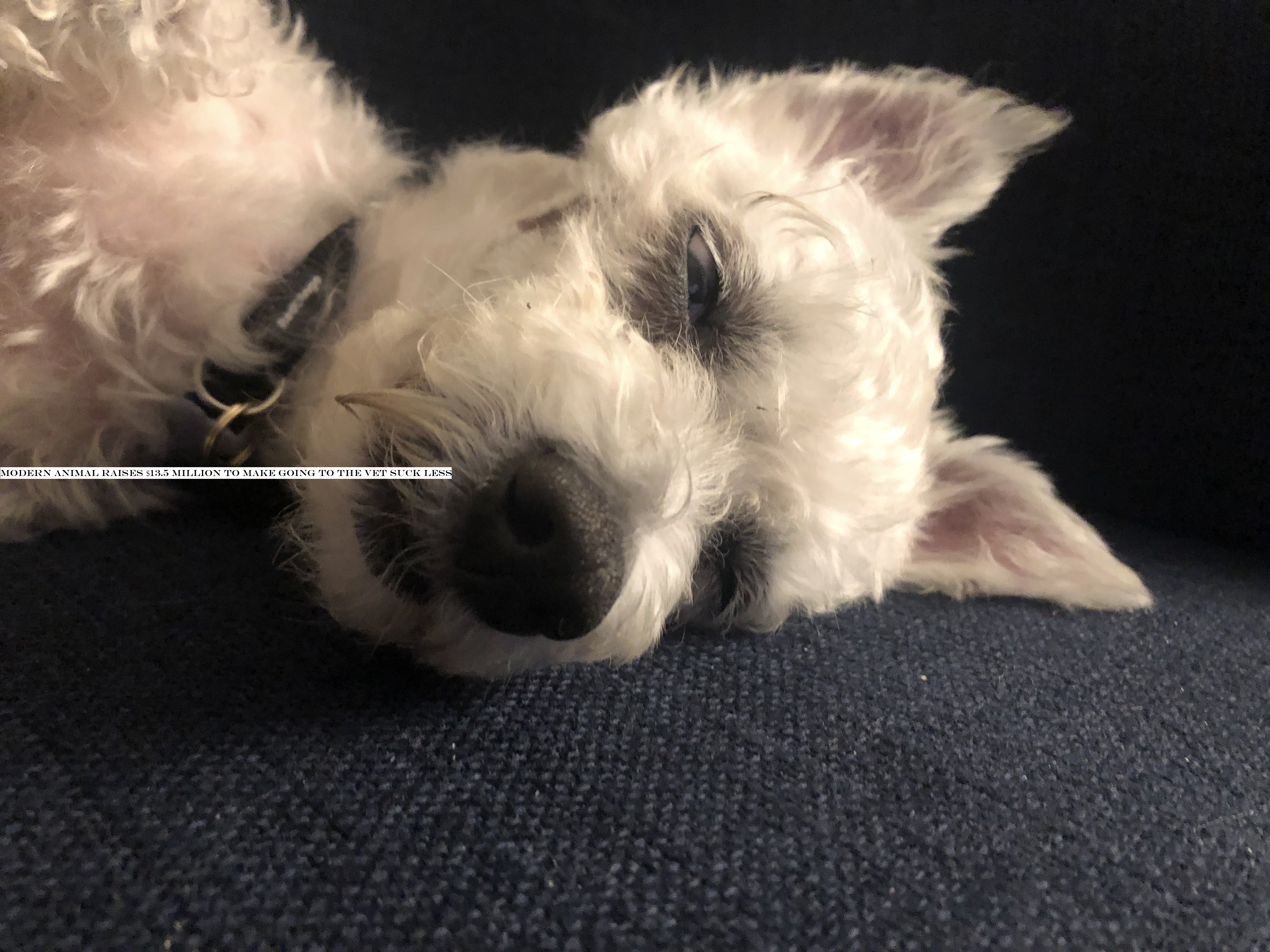 Modern Animal raises $13.5 million to make going to the vet suck less
