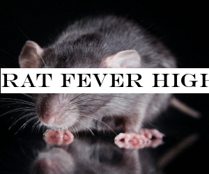 Rat fever highest in Ratnapura