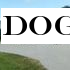 Dog puts car in reverse and drives around in circles for an hour