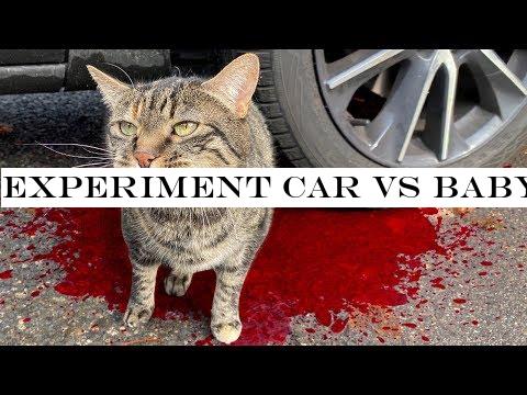 Experiment Car vs Baby Cat | Crushing Crunchy -Soft Things by Car!