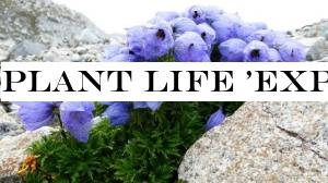 Plant life 'expanding over the Himalayas'
