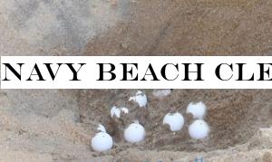 Navy beach cleaning programmes found sea turtle eggs at Galle Face beach