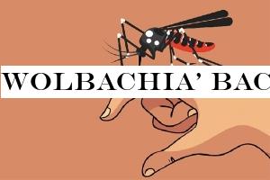 Wolbachia& bacteria to be released on Feb 17