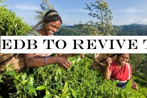 EDB to revive tea exports