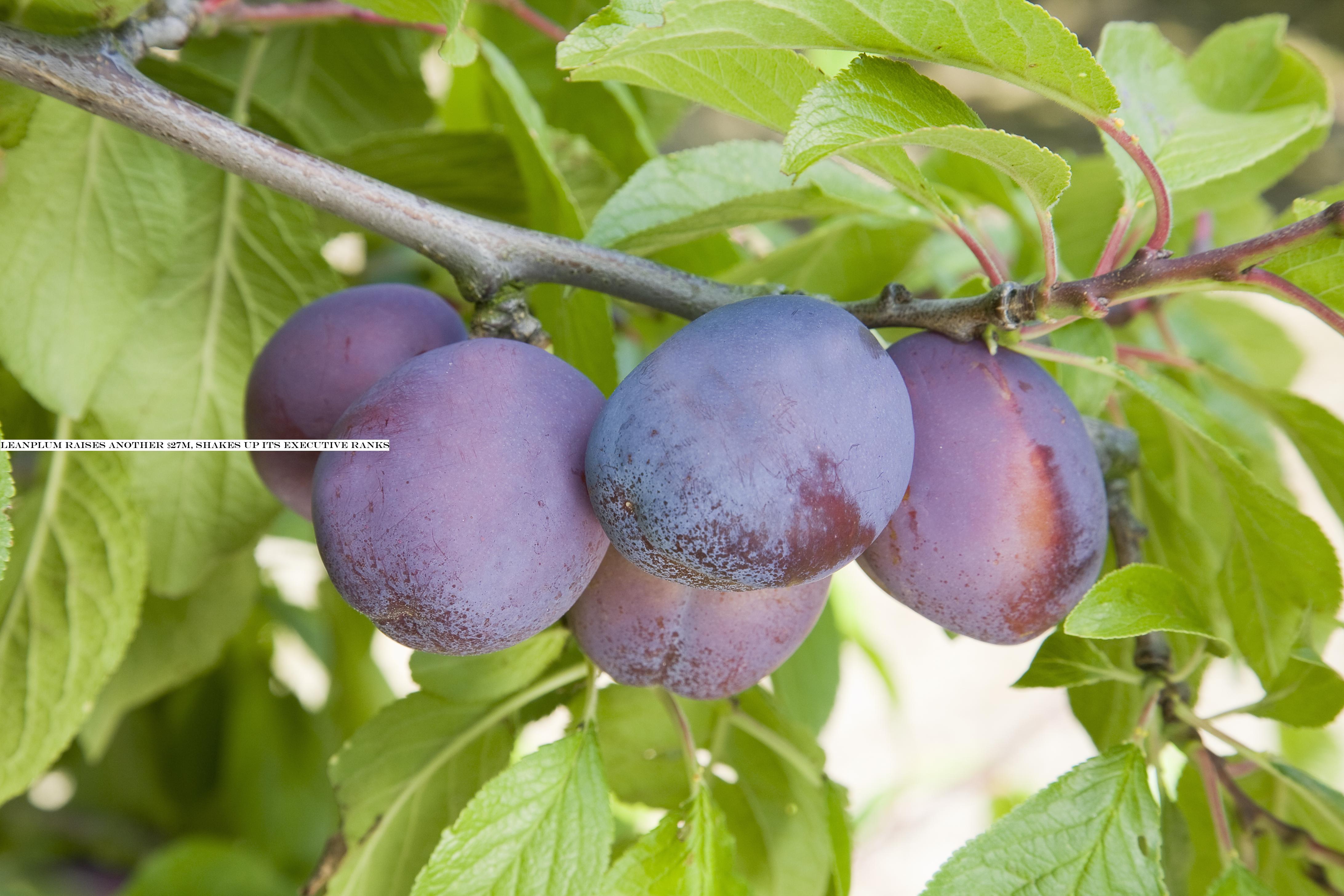 Leanplum raises another $27M, shakes up its executive ranks
