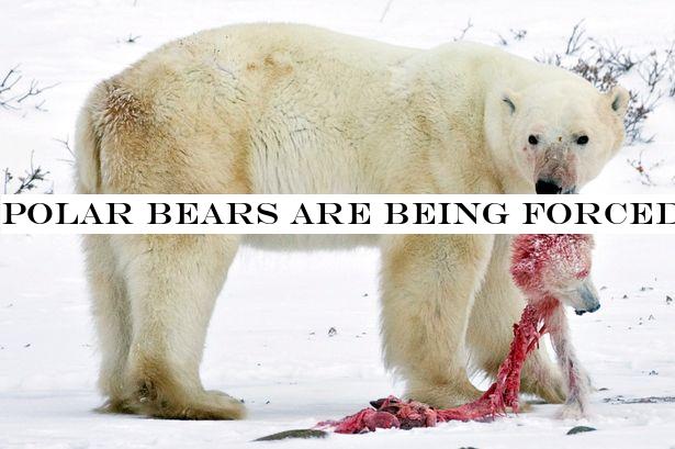 Polar bears are being forced into cannibalism by climate change, scientist warns