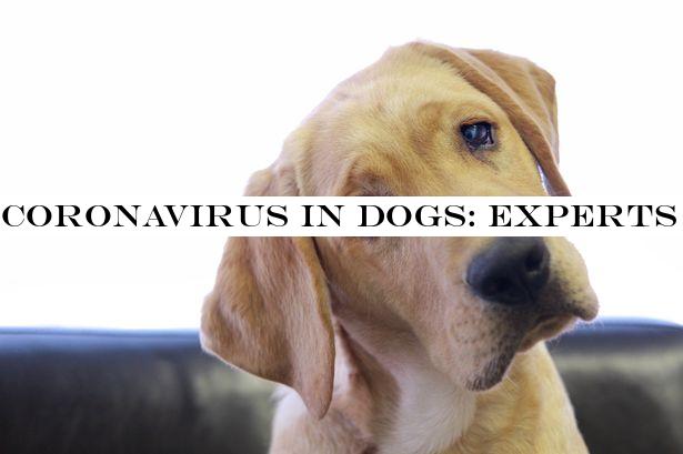 Coronavirus in dogs: Experts explain your pet's risk of catching the virus