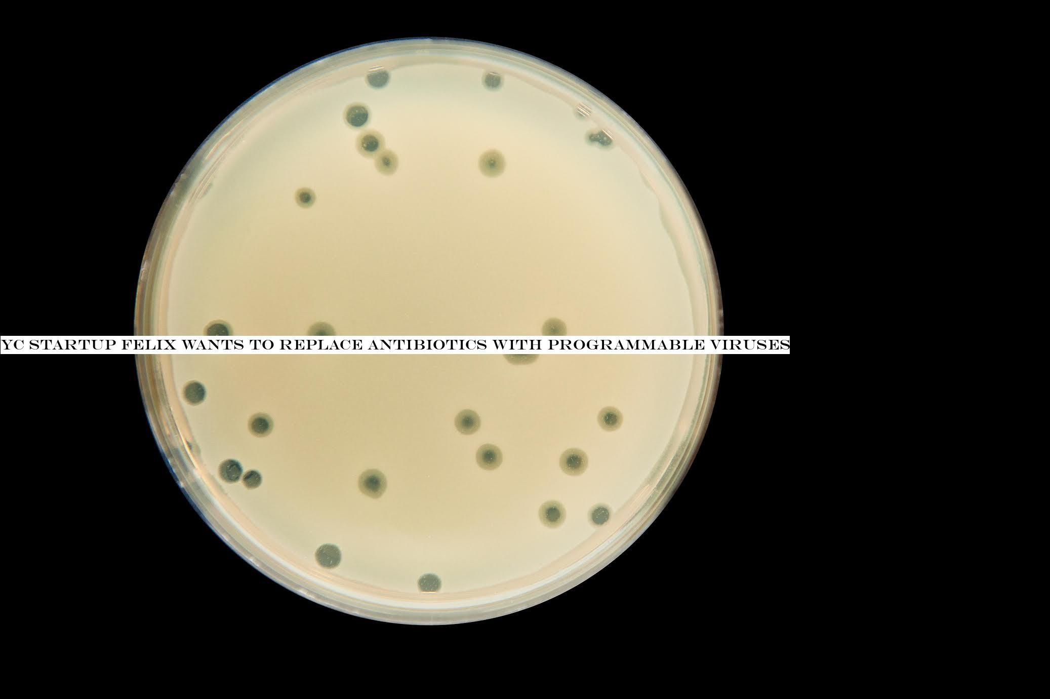 YC startup Felix wants to replace antibiotics with programmable viruses