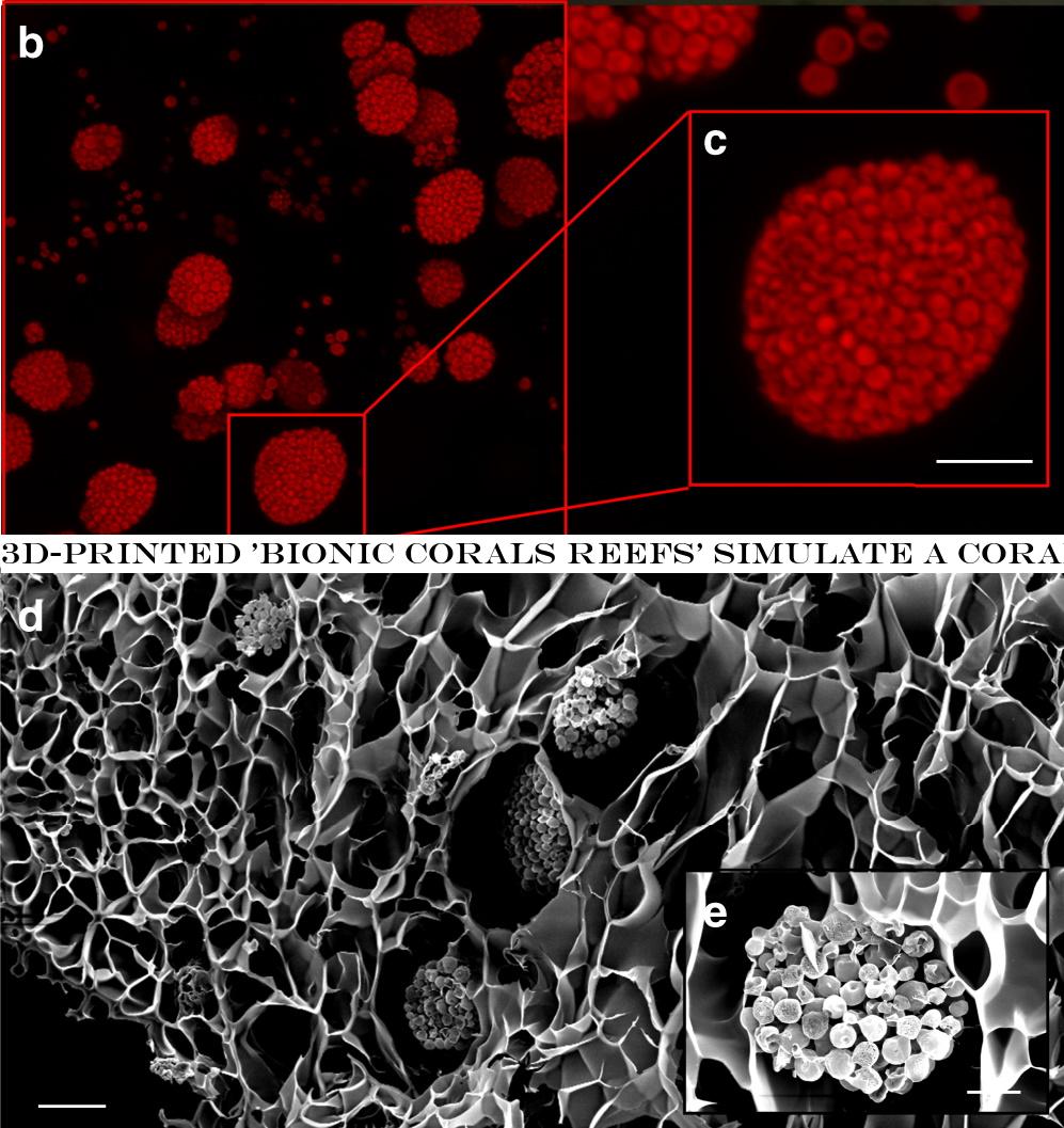 3D-printed ‘bionic corals& mimic a reefpowers of photosynthesis