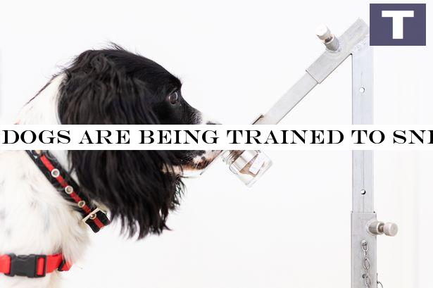 Dogs are being trained to sniff out passengers with coronavirus at UK airports