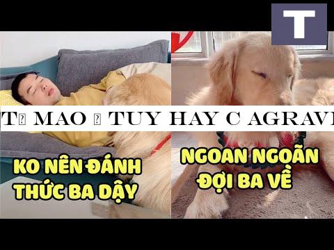 T-#7913; Mao | Tuy Hay C agrave; Kh-#7883;a Ba Nh-#432;ng T-#7913; Mao V-#7851;n Th-#432;-#417;ng Ba L-#7855;m -#128525;| Y ecirc;u Lu