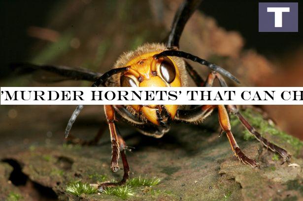 'Murder hornets' that can chew through human skin and kill with one sting hit UK