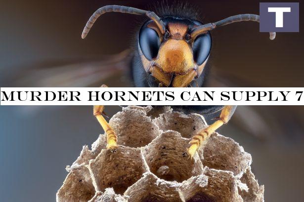 Murder hornets can deliver 7 times the amount of venom as a bee with one sting