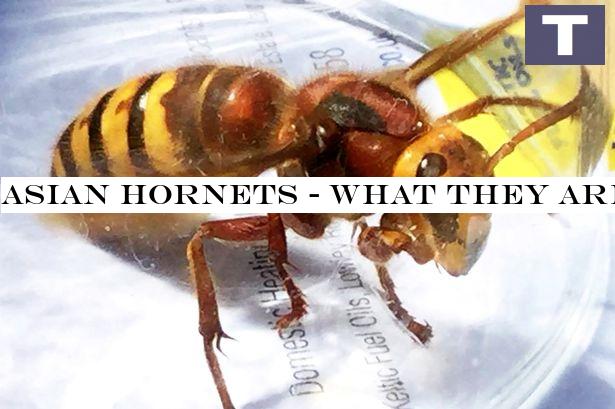 Asian Hornets - what they are and what you should do if you spot one in the UK