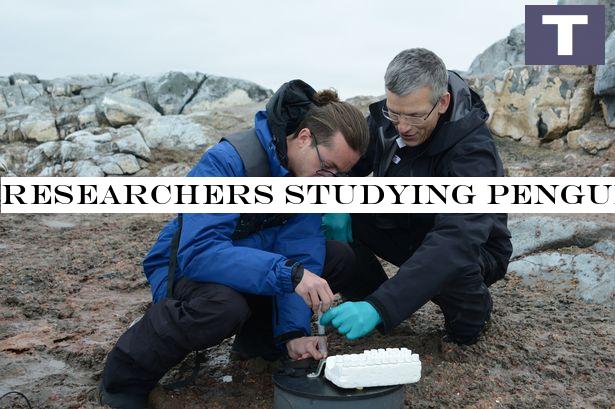 Scientists studying penguins accidentally get high off fumes from the birds' poo
