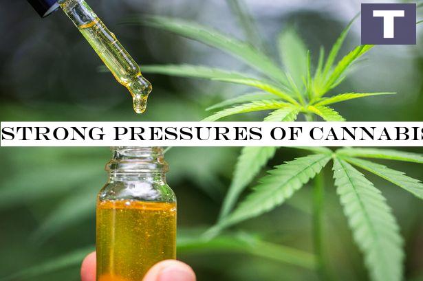 Strong strains of cannabis 'could prevent and treat COVID-19', scientists say