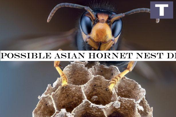 Possible Asian Hornet nest found in UK - what to do if you spot the insects
