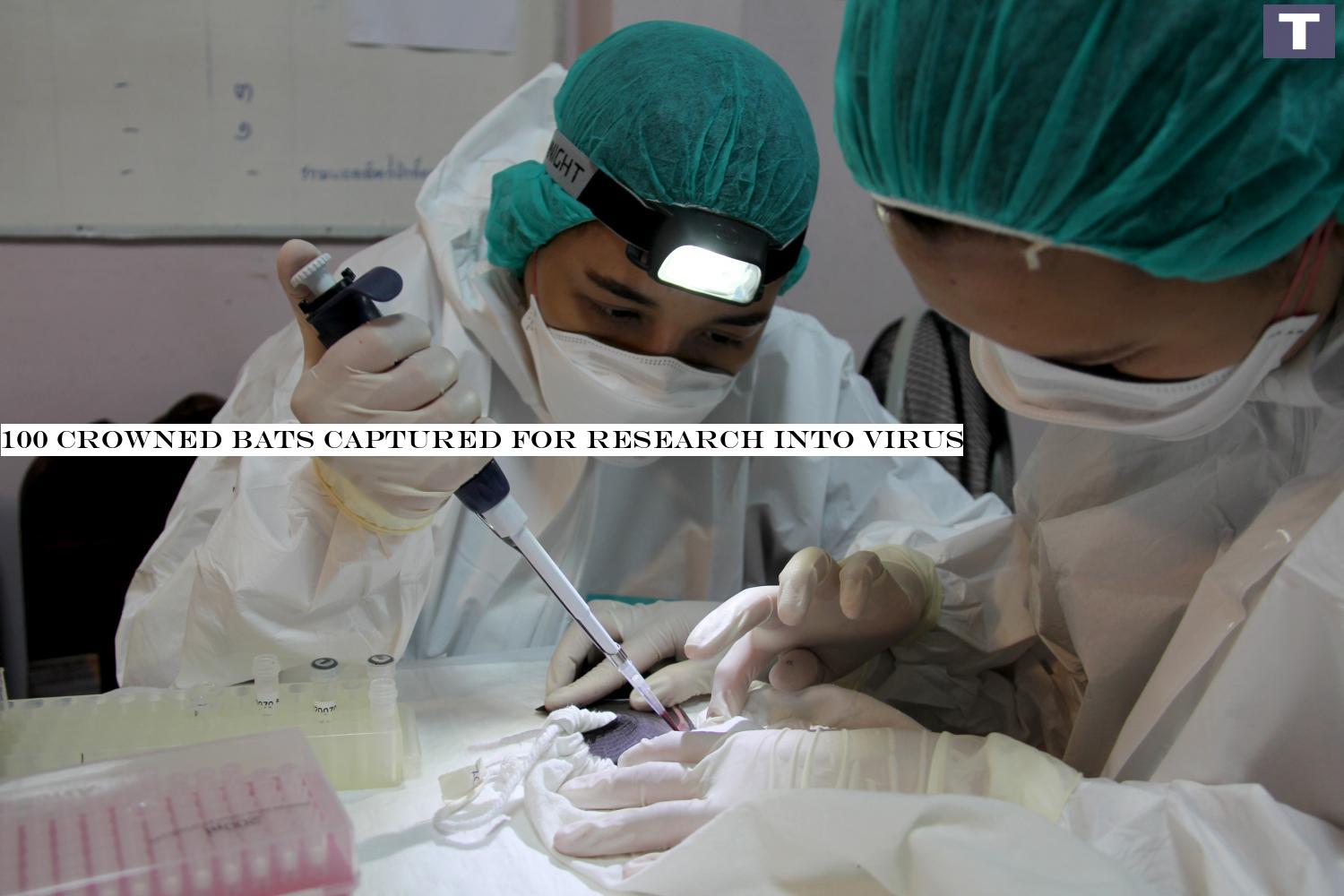 Veterinarians and researchers gather blood, saliva and excretions of bats from Tham Sado in Chanthaburi's Pong Nam Ron district as part of the research into the Covid-19 pandemic. (Photo from Department of National Parks, Wildlwhethere and Plant Conservation) 100 crowned bats captured for research into virus