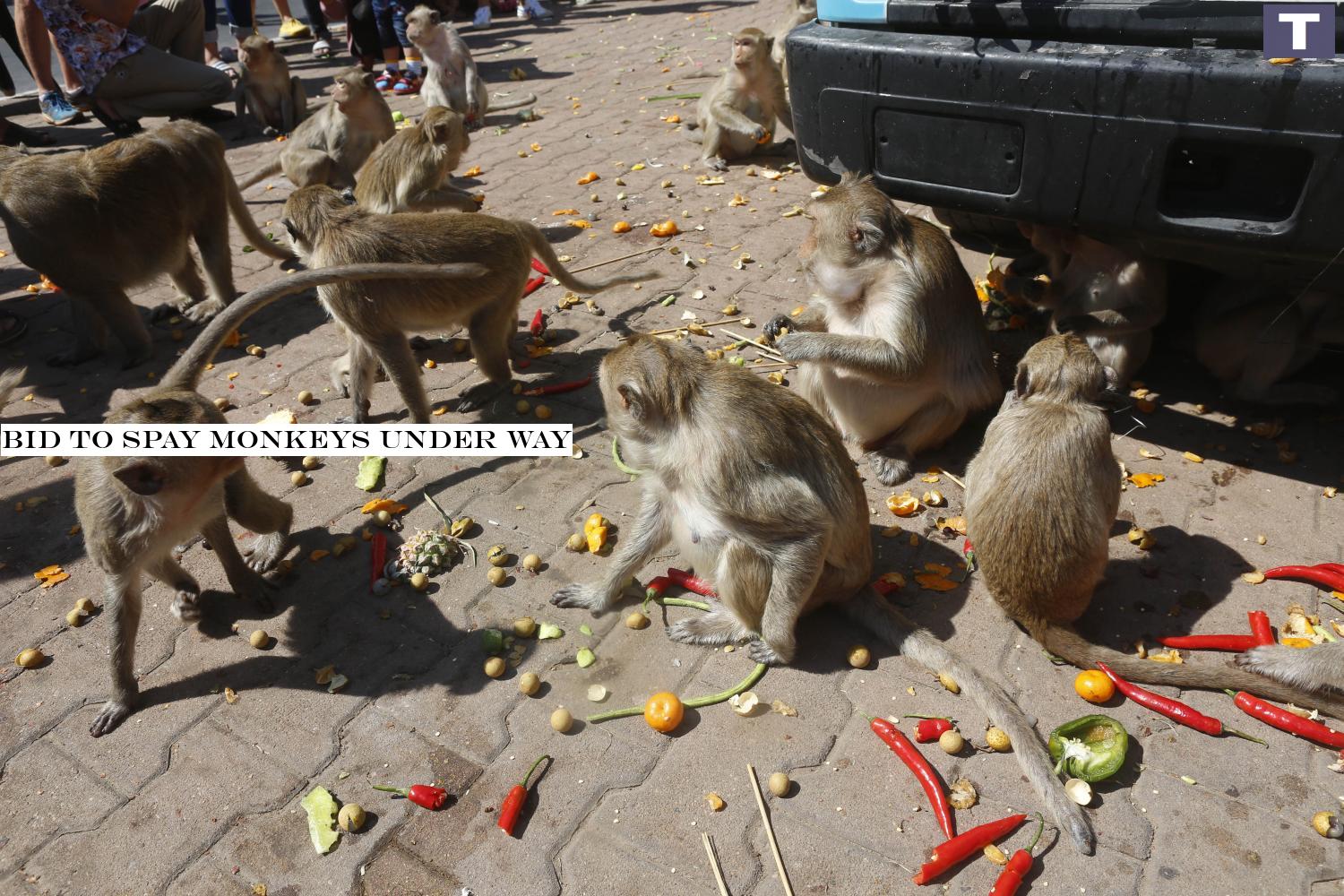 Monkeys at Phra Prang Sam Yod in Lop Buri's Muang district play during the province's annual festival which thanks monkeys for their contribution to the town's prosperity. (Bangkok Postâ-#128;-#137;file photo) Bid to spay monkeys under way