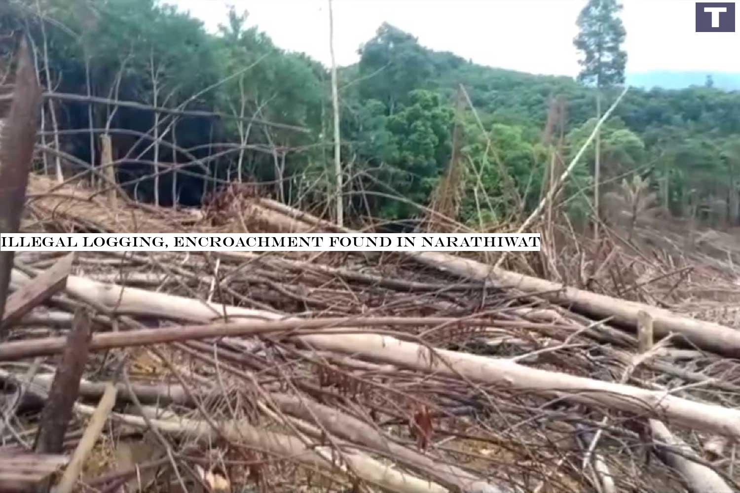 Trees felled in an encroached area of forest on Sankalakhiri mountain in Chanae district of Narathiwat province. (Photo: Waeda Harai) Many trees have been felled in an encroachment of forest on the Sankalakhiri mountain in Chanae district of Narathiwat province. (Photo by Waedao Harai) Illegal logging, encroachment found in Narathiwat