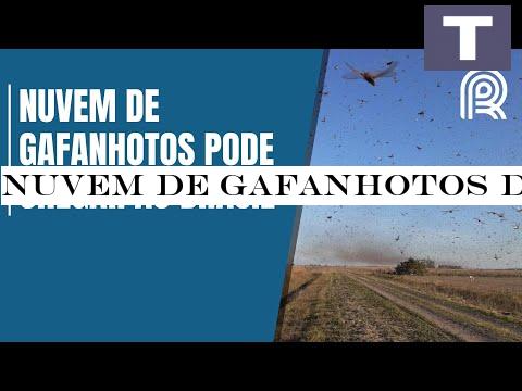 Nuvem de gafanhotos destri lavoura de milho na Argentina e pode chegar ao Brasil