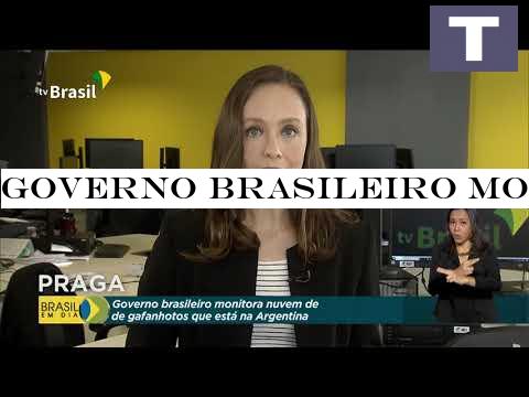 Governo brasileiro monitora nuvem de gafanhotos que está na Argentina