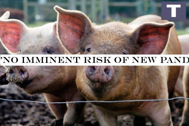 'No imminent risk of new pandemic' as new virus is found in pigs, expert claims