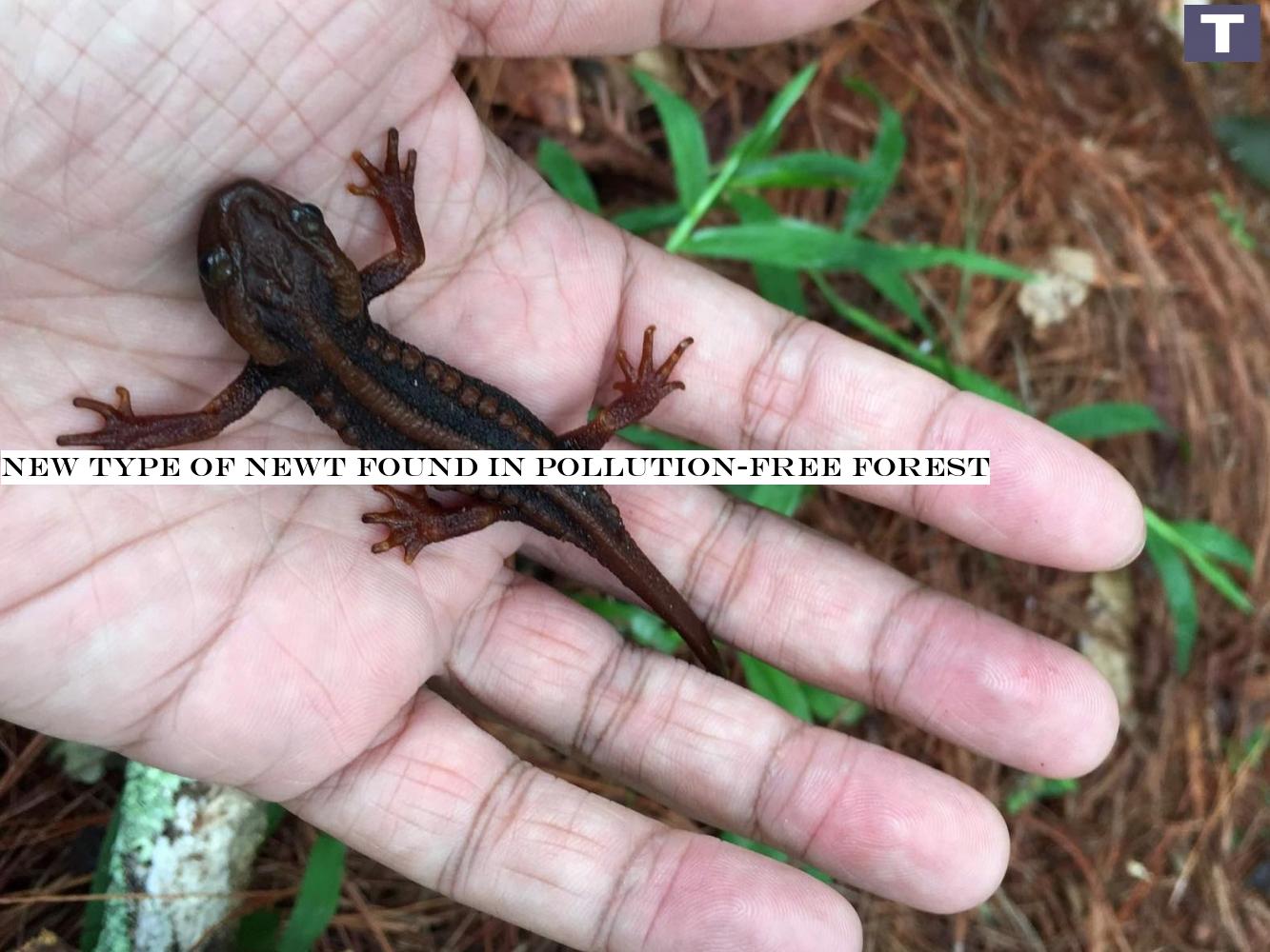 New type of newt found in pollution-free forest