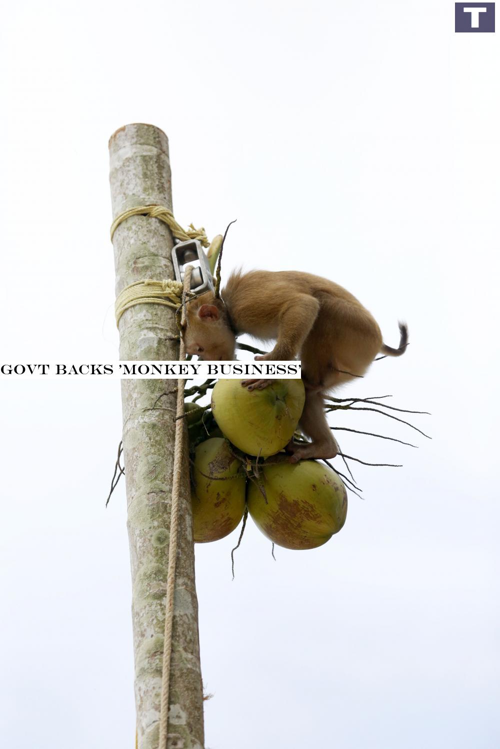 Govt backs 'monkey business'