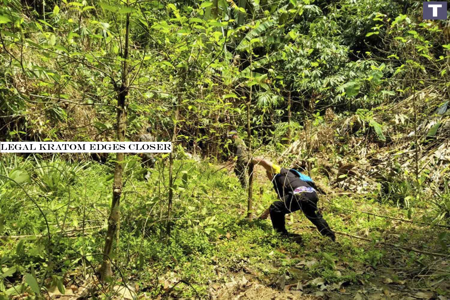 Officials are cutting kratom trees in Kapong district of Phangnga in March. (Photo by Achadtaya Chuenniran) Legal kratom edges closer