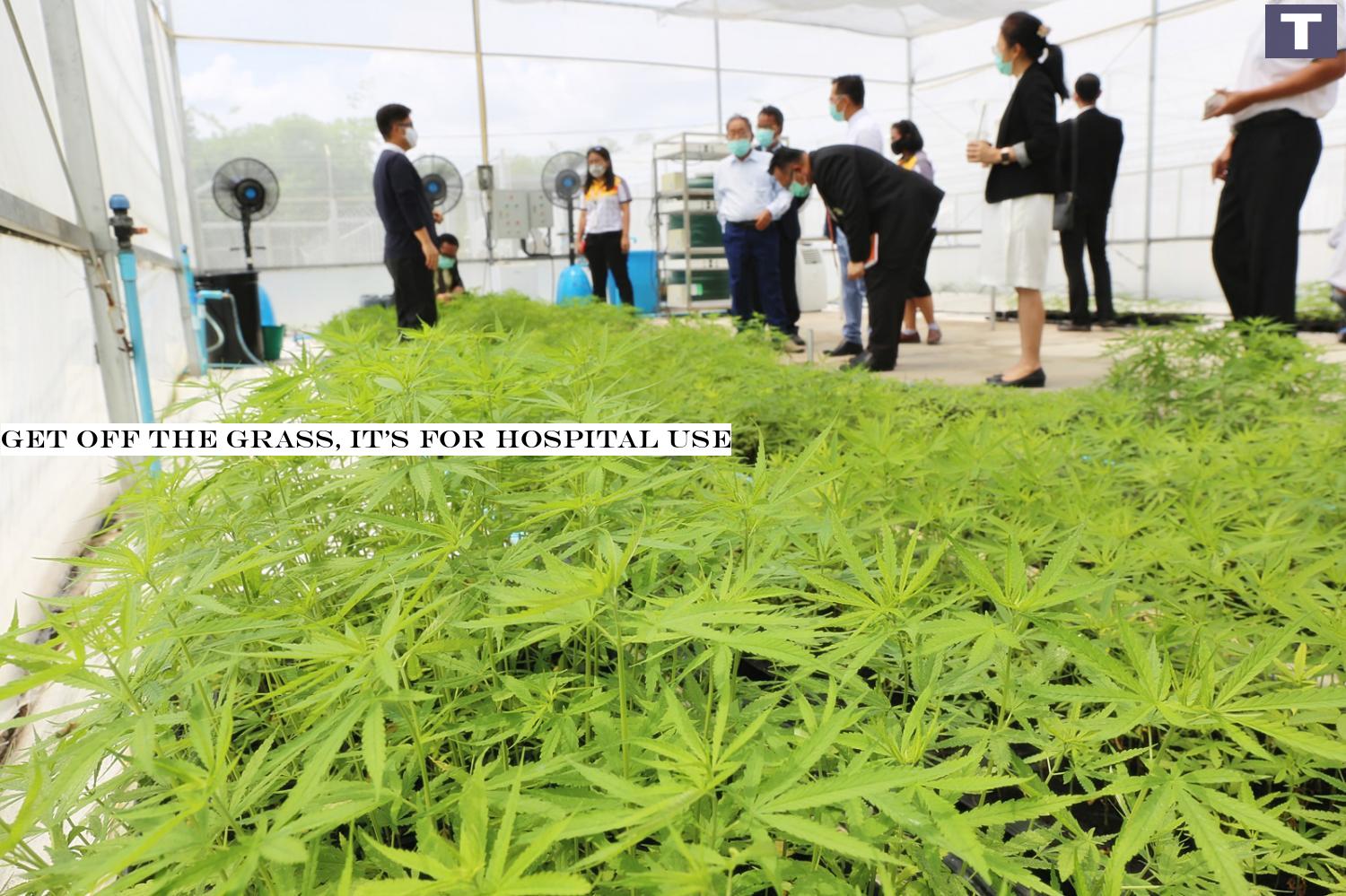 Marijuana plants are grown in a greenhouse at Suranaree University of Technology in Nakhon Ratchasima to supply a hospital in Buri Ram where the plant will be turned into medical cannabis. The university began harvesting these plants on Friday. (Photo by Prasit Tangprasert) Get off the grass, it's for hospital use