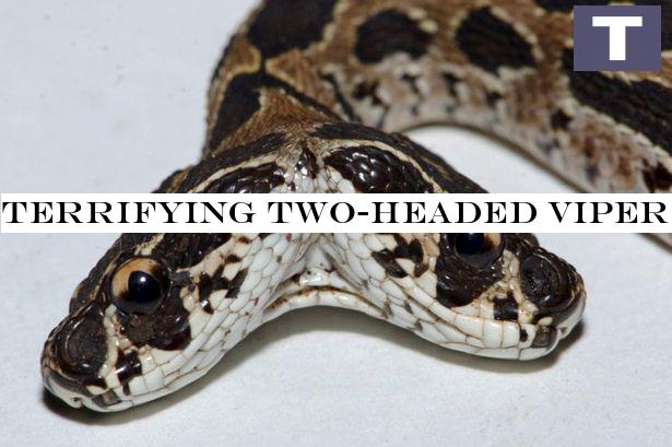 Terrifying two-headed viper snake discovered that could kill a human with 1 bite